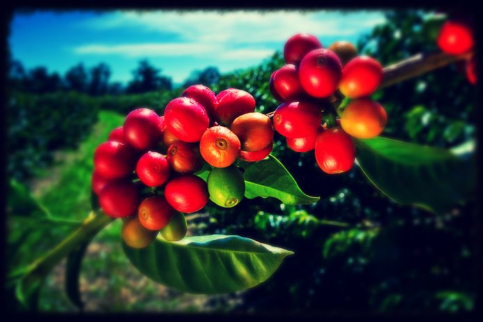 Coffee Beans from Seed to Cup